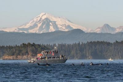 Guaranteed Whale Watching Tour Guaranteed Whale Watching Tour