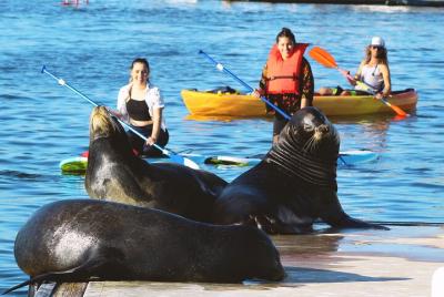 2-Hour Kayak or Paddleboard with Sea Lions in Marina del Rey 2-Hour Kayak or Paddleboard with Sea Lions in Marina del Rey