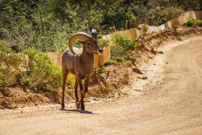 Private Half-Day Apache Trail Tour with Pickup Private Half-Day Apache Trail Tour with Pickup