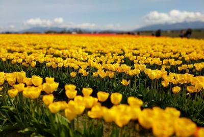 Skagit Valley Tulip Festival and Deception Pass - Private Luxury Day Tour