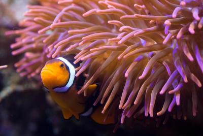 SEA LIFE Hannover Ticket SEA LIFE Hannover Ticket