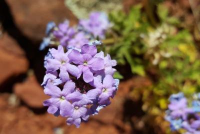 Private 3-Hour Sedona Photography Tour Private 3-Hour Sedona Photography Tour