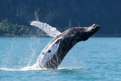 Kenai Fjords and Resurrection Bay Half-Day Wildlife Cruise Kenai Fjords and Resurrection Bay Half-Day Wildlife Cruise