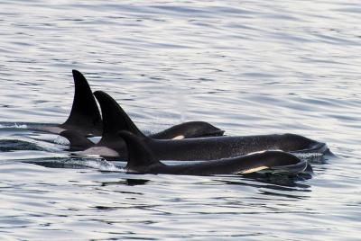 Orca Quest Cruise Orca Quest Cruise