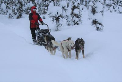 Small-Group Dog Sledding Experience in Sterling Small-Group Dog Sledding Experience in Sterling