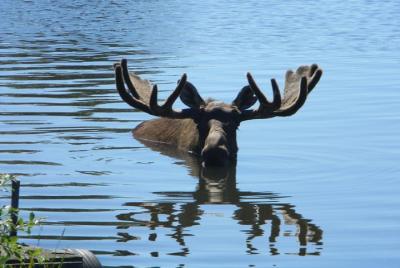 Seward to Anchorage Cruise Transfer and Private Tour Seward to Anchorage Cruise Transfer and Private Tour