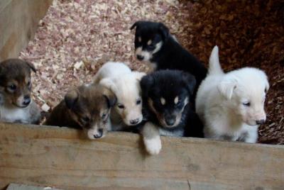 Musher's Camp and S'more Roasting Experience