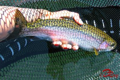Fishing for Trophy Rainbows and Salmon on the world Famous Kenai River in Alaska Fishing for Trophy Rainbows and Salmon on the world Famous Kenai River in Alaska