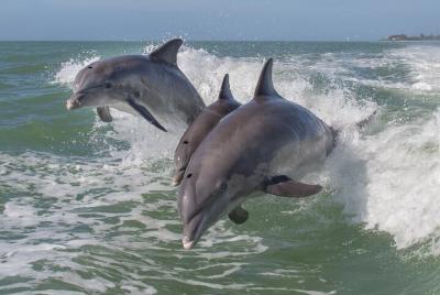 Private Historical Wildlife and Dolphin Cruise South Padre Island Private Historical Wildlife and Dolphin Cruise South Padre Island