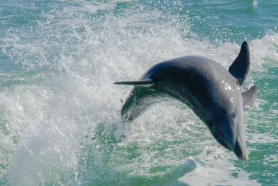 Egmont Key Snorkeling Dolphin Tour Egmont Key Snorkeling Dolphin Tour