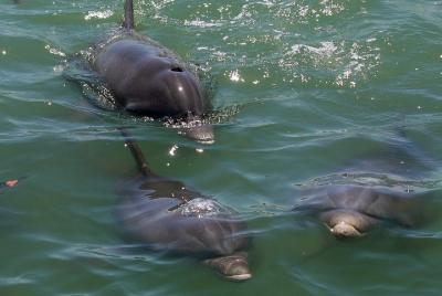 Dolphin Tour on a Private Boat  Dolphin Tour on a Private Boat