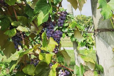 Seneca Lake Wine Tasting & Tour