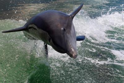 Private Dolphin Tour & Visit Shell Key Preserve- Snorkel, Shell and Swim! Private Dolphin Tour & Visit Shell Key Preserve- Snorkel, Shell and Swim!