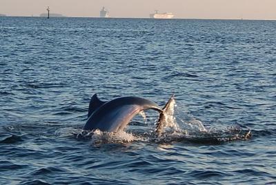 1.5-hour Dolphin Sightseeing Cruise from Tampa 1.5-hour Dolphin Sightseeing Cruise from Tampa
