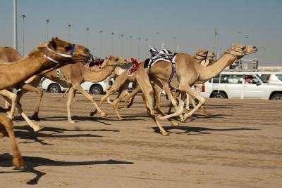 Shahania Camel Race Track Tour Shahania Camel Race Track Tour