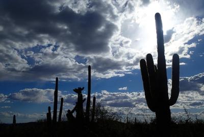 Tucson Scavenger Hunt Adventure