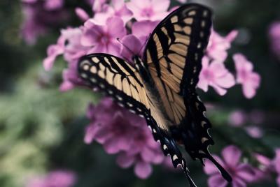 Green Places, for GROUPS of 10-16 Green Places, for GROUPS of 10-16