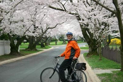 Exclusive: Cherry Blossom Bike Tour in Washington DC