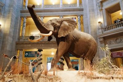 Smithsonian Museum of Natural History Private Guided Tour 