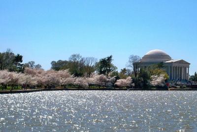 Tidal Basin: Stroll around the cherry blossoms and monuments on a