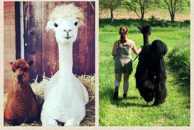 ALPACA FARM Private Tour from Krakow ALPACA FARM Private Tour from Krakow