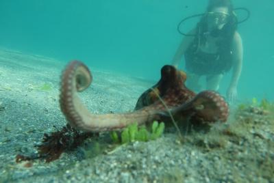 Private Scuba Lesson and Guided Tour One Day Course in Palm Beach Florida Private Scuba Lesson and Guided Tour One Day Course in Palm Beach Florida