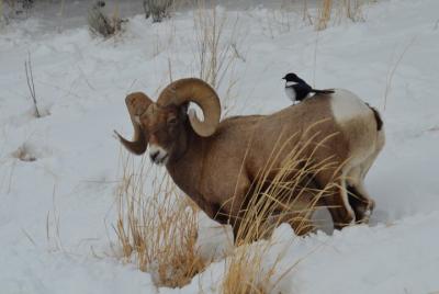 Yellowstone and Back Wilderness VIP Private Jeep Tour Yellowstone and Back Wilderness VIP Private Jeep Tour