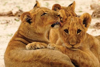 Hwange National Park Full Day Game Drive Safari Hwange National Park Full Day Game Drive Safari