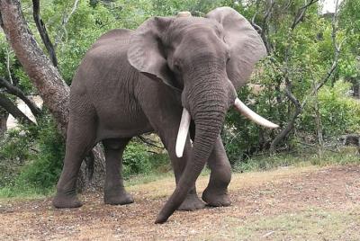 Zimbabwe Wildlife Safari Tour 12 Days  Zimbabwe Wildlife Safari Tour 12 Days