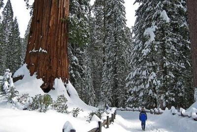 Private Giant Sequoia Grove Hike or Snowshoe Private Giant Sequoia Grove Hike or Snowshoe