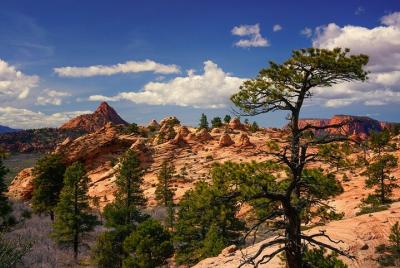 Zion National Park Private Scenic Tour