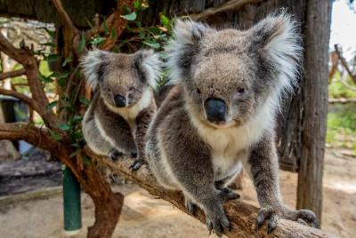 Cleland Wildlife Park Tour from Adelaide including Mount Lofty Su Cleland Wildlife Park Tour from Adelaide including Mount Lofty Su