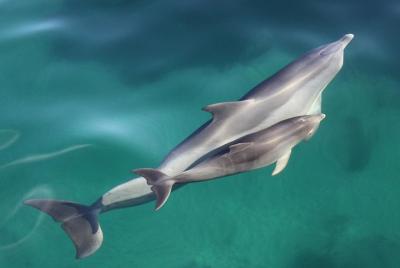 Dolphin Cruise from Adelaide with Optional Dolphin Swim Dolphin Cruise from Adelaide with Optional Dolphin Swim