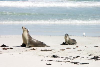 Kangaroo Island Personal Group Tours