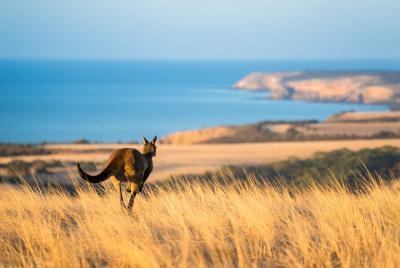 2-Day Kangaroo Island Safari from Adelaide