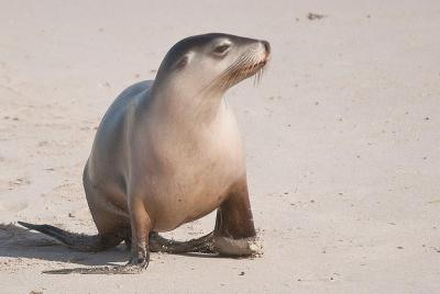 2-Day Kangaroo Island 4WD Small-Group Tour from Adelaide