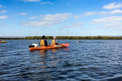 Dolphin Sanctuary Kayaking in Adelaide