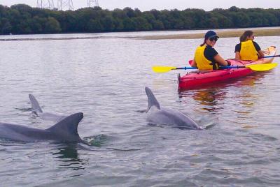 Adelaide Dolphin Sanctuary and Ships Graveyard Kayak Tour Adelaide Dolphin Sanctuary and Ships Graveyard Kayak Tour