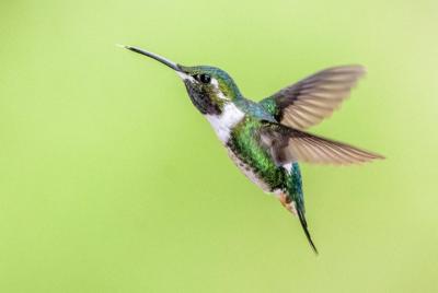 Hummingbirds of the Andes day tour.