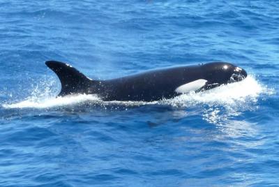 Full-Day Killer Whale Expedition from Albany Full-Day Killer Whale Expedition from Albany