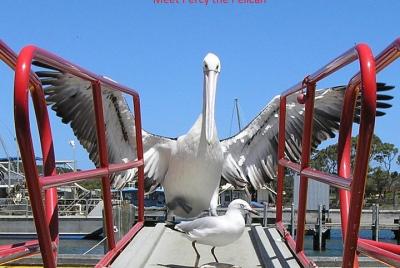 Albany Wildlife and Scenic Cruise Albany Wildlife and Scenic Cruise