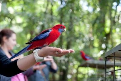 Springbrook National Park Discovery Full-Day Bushwalking Tour Springbrook National Park Discovery Full-Day Bushwalking Tour