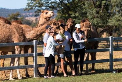 Camel Farm Tour and Taste near Brisbane Camel Farm Tour and Taste near Brisbane