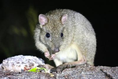 Nocturnal Wildlife Tour from Busselton or Dunsborough