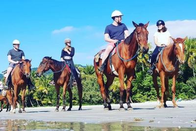 Mid-Morning Beach Horse Ride in Cape Tribulation with Pick Up