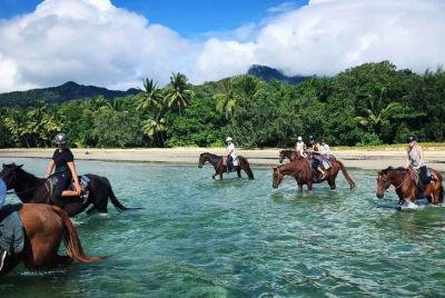 Afternoon Beach Horse Ride in Cape Tribulation