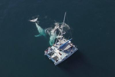 Coffs Harbour Whale Watch Experience Coffs Harbour Whale Watch Experience