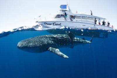 Swim with Whale Sharks in the Ningaloo Reef: 3 Island Shark Dive Swim with Whale Sharks in the Ningaloo Reef: 3 Island Shark Dive