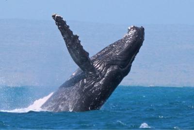 Sunset Cruise Wildlife Watching Sunset Cruise Wildlife Watching