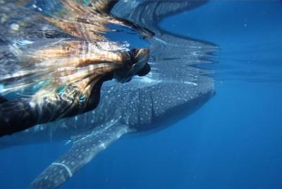 Ningaloo Whale Shark Swim on a Powerboat Ningaloo Whale Shark Swim on a Powerboat